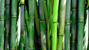 Bambus Hecke schneiden