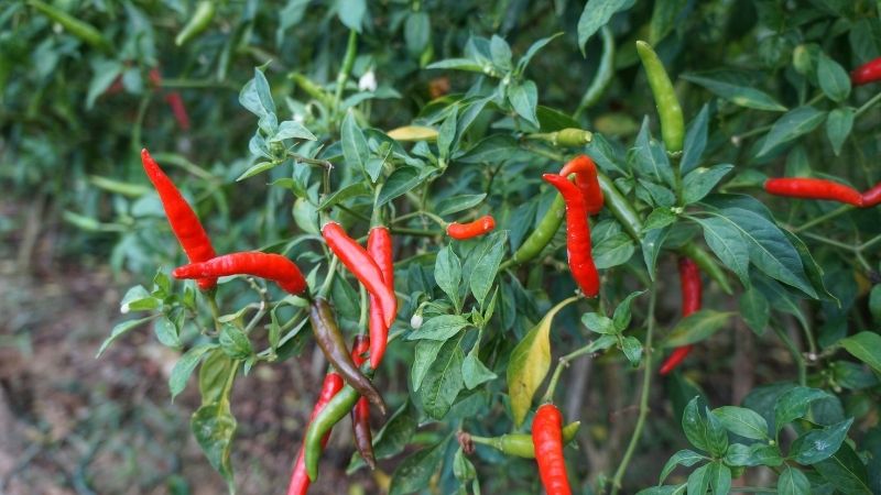 Chili anbauen, pflegen, ernten & lagern: Einfache Anleitung