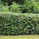 Kirschlorbeer immergrüne Hecke