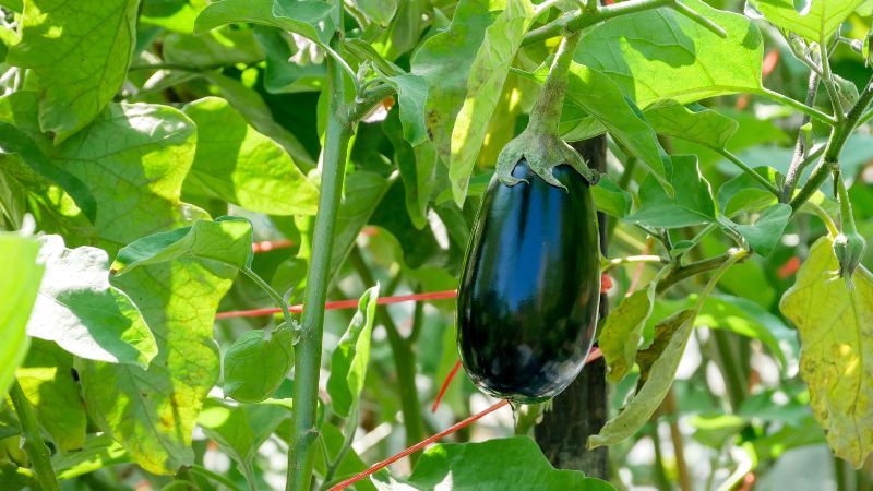 Aubergine pflanzen in einfachen Schritten [Anleitung]