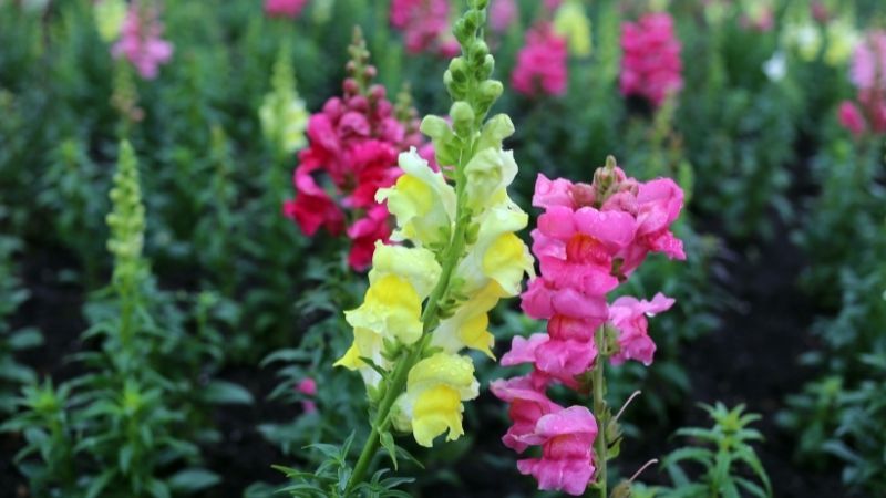 Löwenmäulchen pflanzen in einfachen Schritten [Anleitung]