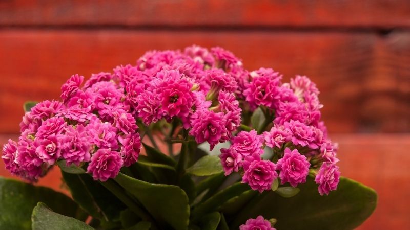 Kalanchoe pflegen und düngen [Anleitung]