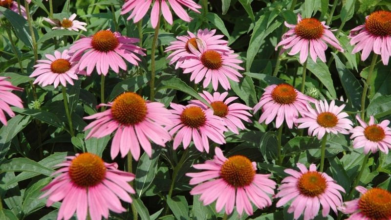 Echinacea pflegen und düngen [Anleitung]