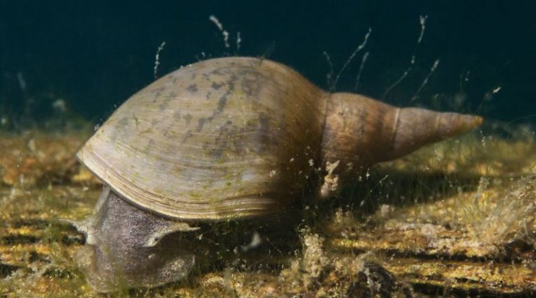 14 Teich Algenfresser [Übersicht aller Tiere]