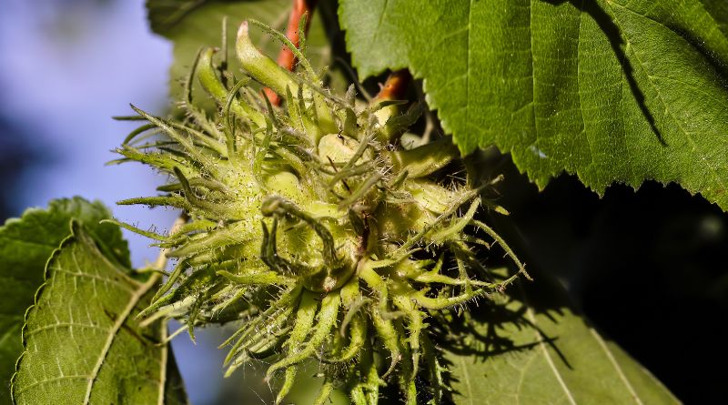 Haselbaum schneiden in 12 einfachen Schritten [Anleitung]