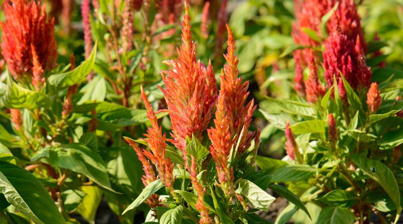Celosia Federbusch pflanzen In 8 einfachen Schritten