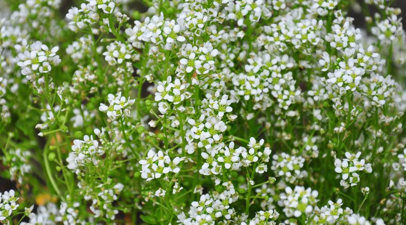 Echtes Löffelkraut schneiden in 6 einfachen Schritten [Anleitung]