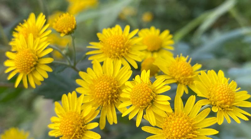 Herbst Chrysanthemen pflanzen: In 6 einfachen Schritten Herbst Chrysanthemen pflanzen: In 6 einfachen Schritten