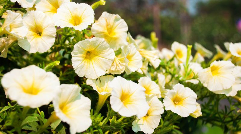 Zauberglöckchen düngen und pflegen [Anleitung]