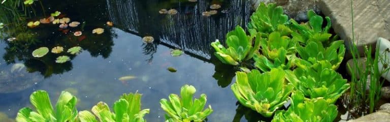 Kröte Im Teich Gut Oder Schlecht