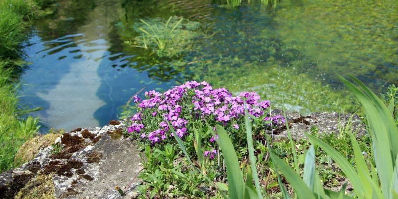 Schwimmteich Blumen und Steinen im Garten