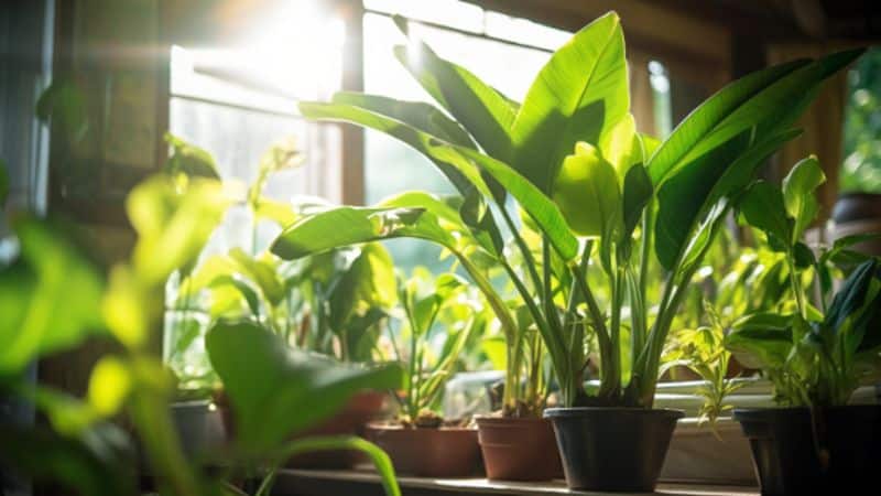 Bananenpflanze gießen: Anpassung an verschiedene Wachstumsbedingungen