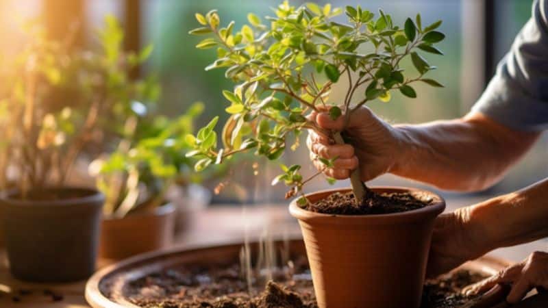 Eukalyptus gießen und umtopfen: ein wichtiger Zusammenhang