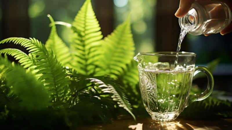 Farn gießen: Das passende Wasser für eine gesunde Pflanze