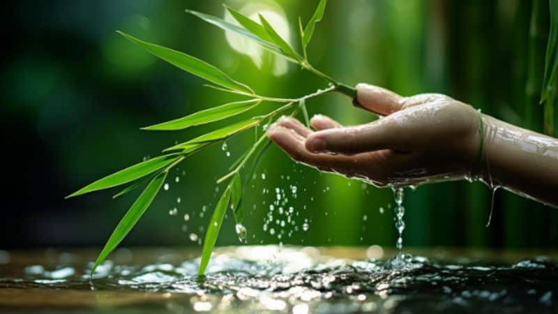 Fazit: Bambus gießen für eine gesunde Pflanze