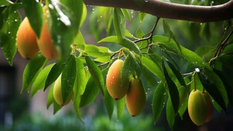 Fazit: Mango gießen und erfolgreiche Pflege von Mangobäumen