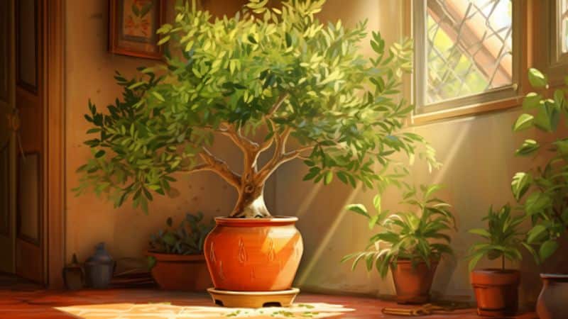 Fazit: Olivenbaum gießen und pflegen - Ein Stück Mittelmeer für dein Zuhause