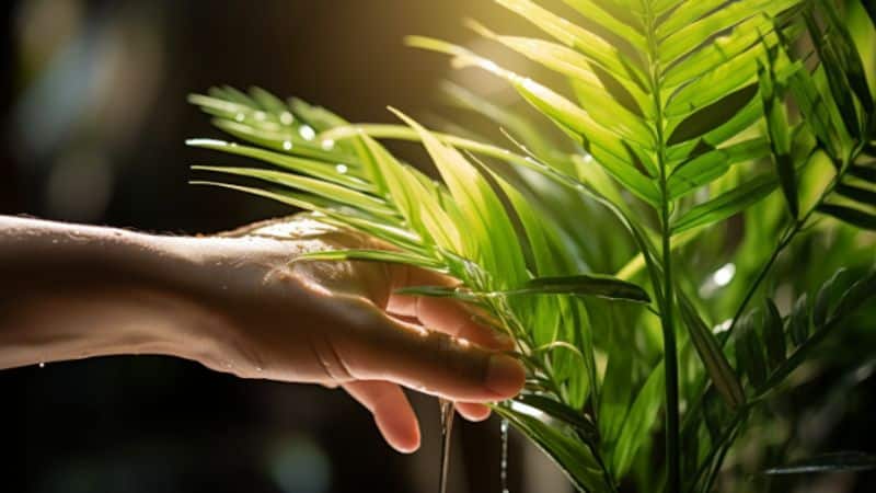 Palmen gießen: Fehler vermeiden und gesunde Pflanzen pflegen