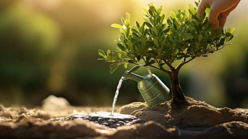 Praktische Anleitung: Wie man einen Olivenbaum gießt