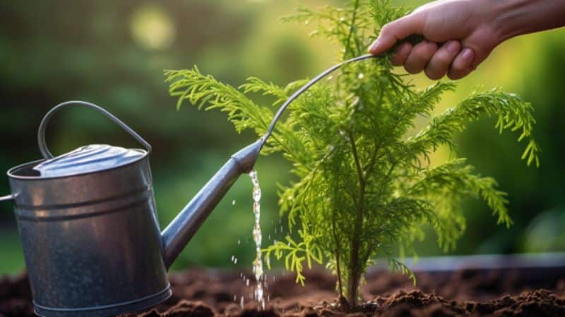 Thuja gießen: Tipps zur Vermeidung von Trockenschäden