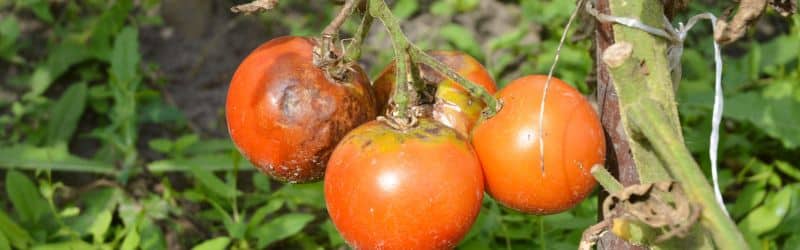 Tomaten mit Blattbrand