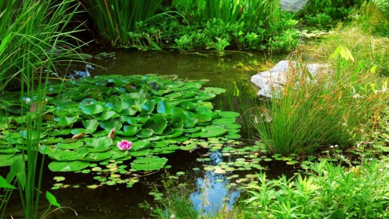 Löcher im Teich in 7 Schritten leicht finden [+ Reparatur]