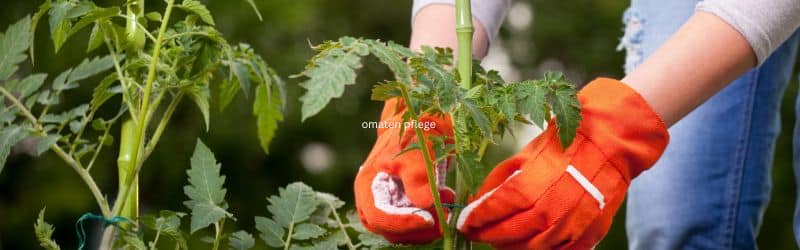 Tomaten mit Handschuh pflegen 