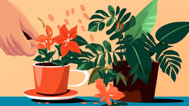 Pflanze mit Kaffee gießen: So wirds gemacht