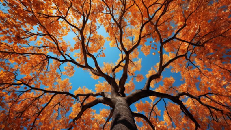 Wie viel Laub verliert ein Baum: Einfluss der Jahreszeiten
