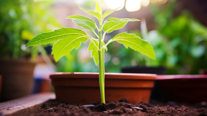 Zucchini im Topf pflanzen: Eine Alternative zum Hochbeet