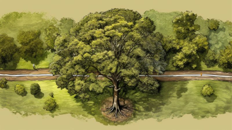 Einflussfaktoren auf den Standort eines Walnussbaums